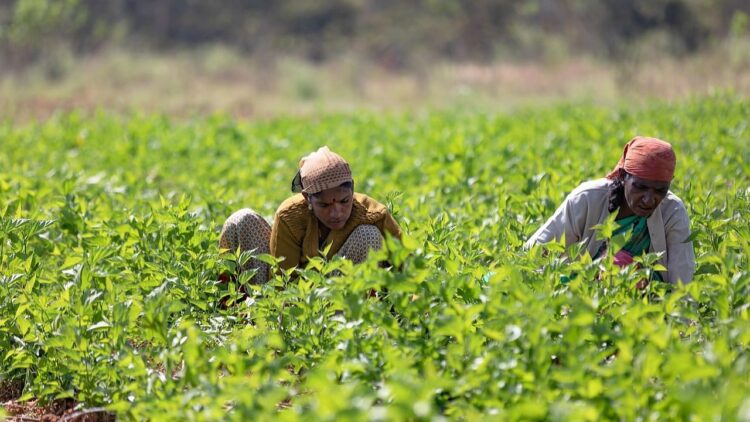 अंतर्राष्ट्रीय महिला दिवस 2025: भारतीय कृषि में महिलाओं की सशक्त भूमिका का जश्न मनाते हुए