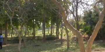 दिल्ली: किशोर लड़का और लड़की हिरण पार्क में पेड़ से लटकते हुए पाया, पुलिस को संदेह है