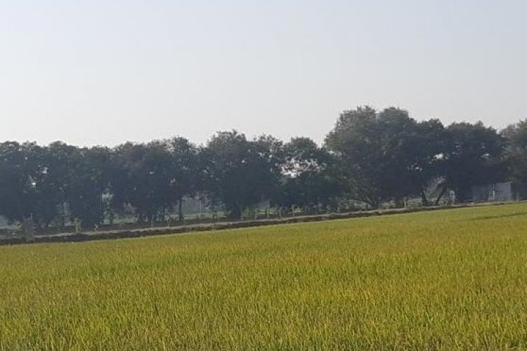 इंडिगो और स्ट्रिंग बायो को लाने के लिए हाथ मिलाते हैं