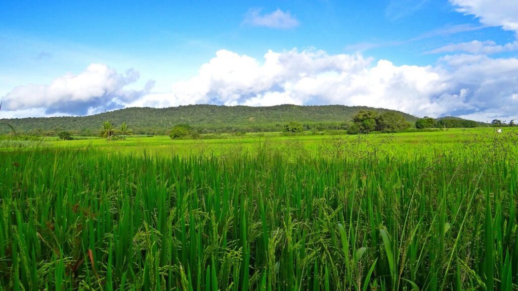 प्रत्यक्ष बीज वाले चावल (DSR) विधि के माध्यम से धान की खेती: चुनौतियां और समाधान