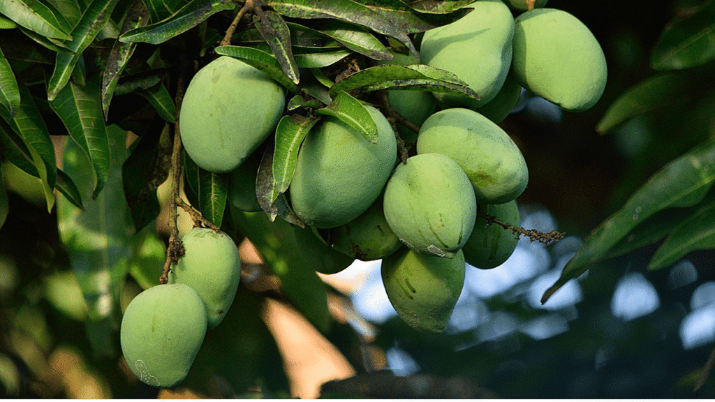 Zesty कच्चे आम की डिलाइट्स: गर्मी की गर्मी को हराने के लिए सरल और स्वादिष्ट व्यंजनों