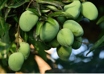 Zesty कच्चे आम की डिलाइट्स: गर्मी की गर्मी को हराने के लिए सरल और स्वादिष्ट व्यंजनों