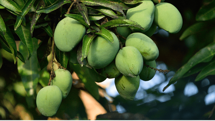 Zesty कच्चे आम की डिलाइट्स: गर्मी की गर्मी को हराने के लिए सरल और स्वादिष्ट व्यंजनों