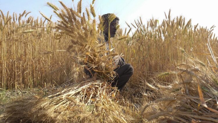 आईआईटी खड़गपुर अध्ययन में पाया गया कि सतह ओजोन प्रदूषण ग्रामीण भारत को प्रभावित कर रहा है; कृषि उपज में भारी गिरावट की भविष्यवाणी करता है