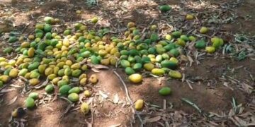 मैंगो फसल यादगिर में बेमौसम बारिश, गस्टी हवाओं, ओलावृष्टि से चपेट में