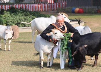 विचार के लिए चारा: मोदी सरकार की गाय के कल्याण एजेंसी 4 साल के लिए हेडलेस रही है, 500 करोड़ रुपये की बेकार है