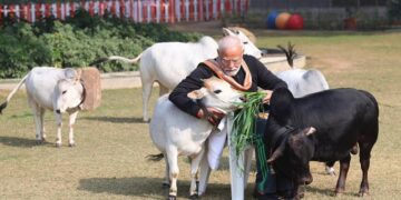विचार के लिए चारा: मोदी सरकार की गाय के कल्याण एजेंसी 4 साल के लिए हेडलेस रही है, 500 करोड़ रुपये की बेकार है