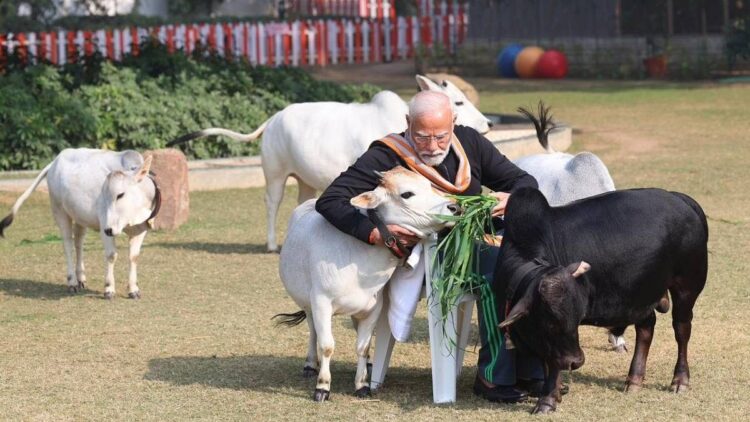 विचार के लिए चारा: मोदी सरकार की गाय के कल्याण एजेंसी 4 साल के लिए हेडलेस रही है, 500 करोड़ रुपये की बेकार है