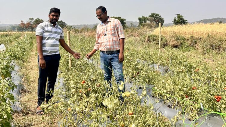सस्टेनेबल फार्मिंग: कीटों को मिर्च में शून्य तक छोड़ दिया जाता है, बायोकेन्ट्रोल एजेंटों को अपनाने के बाद टमाटर की फसलों