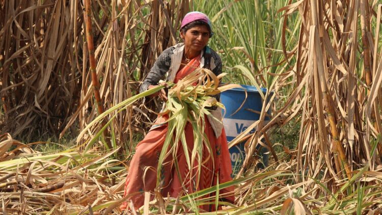 सेंटर हाइक गन्ने की उचित कीमत 2025-26 के लिए 355 रुपये प्रति क्विंटल, 5 करोड़ किसानों को लाभान्वित करती है