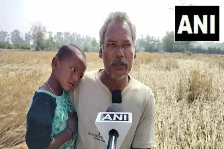 हरियाणा समाचार: भारी बारिश और तूफान हरियाणा में फसलों को तबाह कर देते हैं: किसानों की मांग जरूरी सरकारी राहत