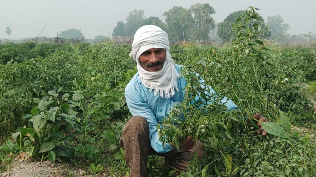बिहार किसान बढ़ते टमाटर, ओकरा, फूलगोभी, ब्रिंजल, और अधिक वैज्ञानिक तकनीकों का उपयोग करके सालाना 25 लाख रुपये तक आय बढ़ाता है