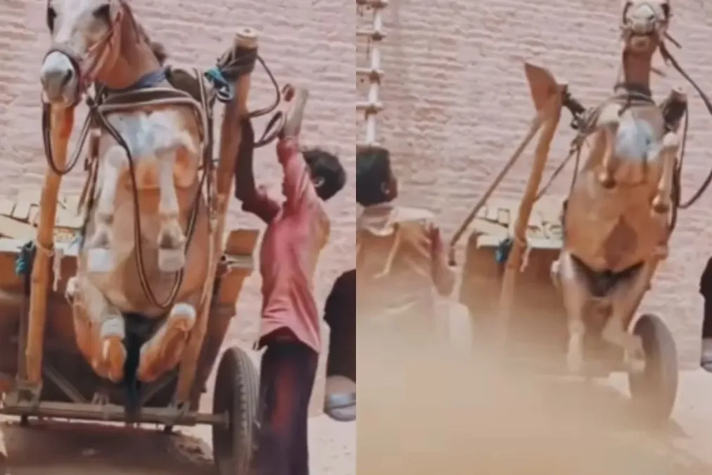 वायरल वीडियो: अमानवीय! आदमी बेरहमी से खच्चर को पीटने के लिए कार्ट, नेटिज़ेंस को सदमे में मारता है