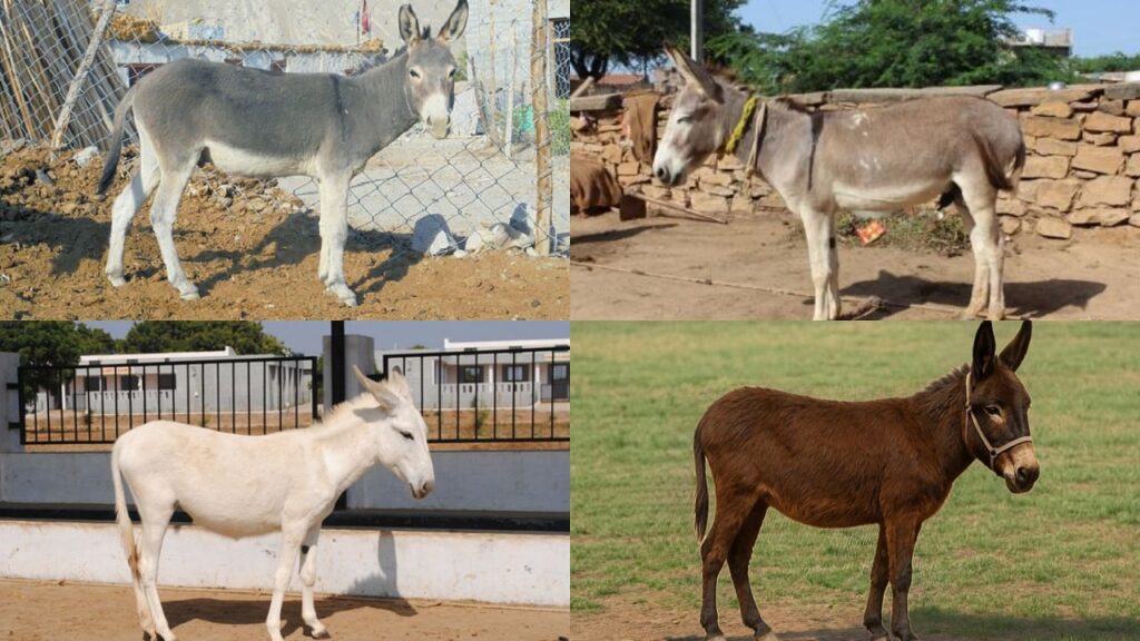 4 भारतीय गधा नस्लों को आपको पता होना चाहिए: विशेषताएं, आर्थिक महत्व और मजेदार तथ्य