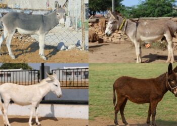 4 भारतीय गधा नस्लों को आपको पता होना चाहिए: विशेषताएं, आर्थिक महत्व और मजेदार तथ्य