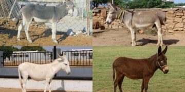 4 भारतीय गधा नस्लों को आपको पता होना चाहिए: विशेषताएं, आर्थिक महत्व और मजेदार तथ्य