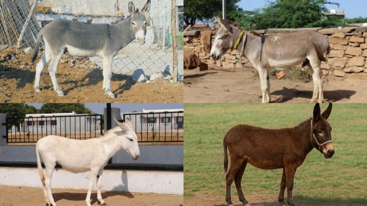 4 भारतीय गधा नस्लों को आपको पता होना चाहिए: विशेषताएं, आर्थिक महत्व और मजेदार तथ्य