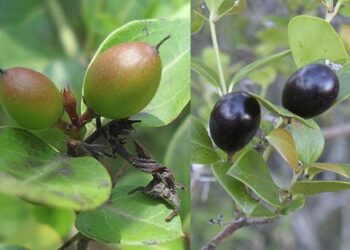 Conkerberry या बुश प्लम: भारतीय किसानों के लिए बड़ी क्षमता वाला एक हार्डी जंगली झाड़ी