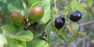 Conkerberry या बुश प्लम: भारतीय किसानों के लिए बड़ी क्षमता वाला एक हार्डी जंगली झाड़ी