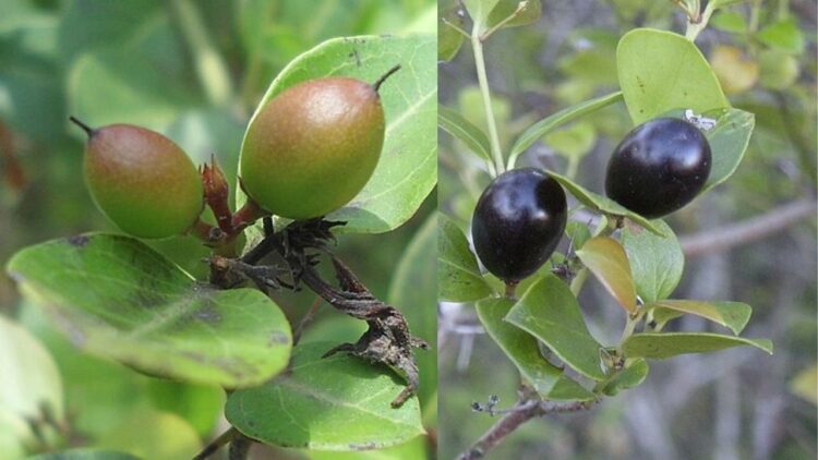 Conkerberry या बुश प्लम: भारतीय किसानों के लिए बड़ी क्षमता वाला एक हार्डी जंगली झाड़ी