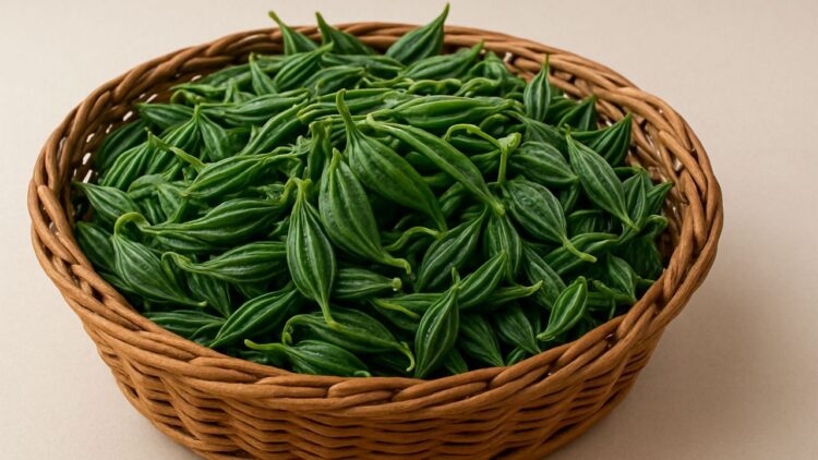 Cymbal Vine: इसके आश्चर्यजनक स्वास्थ्य लाभों और संरक्षण की तत्काल आवश्यकता का खुलासा करना