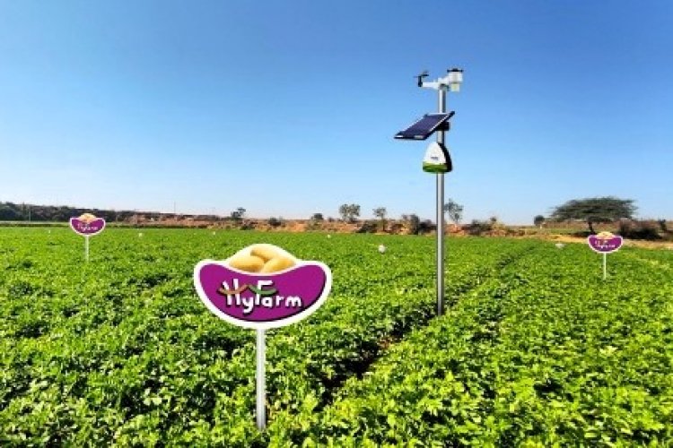 Hyfarm और Fyllo आलू की खेती के लिए AI और IoT- संचालित सटीक खेती को चलाने के लिए सहयोग करते हैं