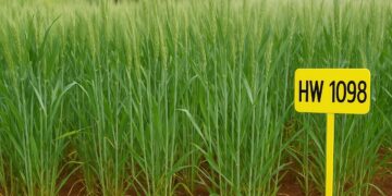 Nilgiri khapli (HW 1098) बढ़ें