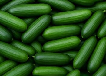 PUSA SEEDLESS CUCUMPER-6: अतिरिक्त-प्रारंभिक, बीज रहित और लाभदायक- स्मार्ट चॉइस ऑफ-सीज़न पॉलीहाउस खेती के लिए