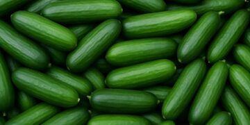 PUSA SEEDLESS CUCUMPER-6: अतिरिक्त-प्रारंभिक, बीज रहित और लाभदायक- स्मार्ट चॉइस ऑफ-सीज़न पॉलीहाउस खेती के लिए