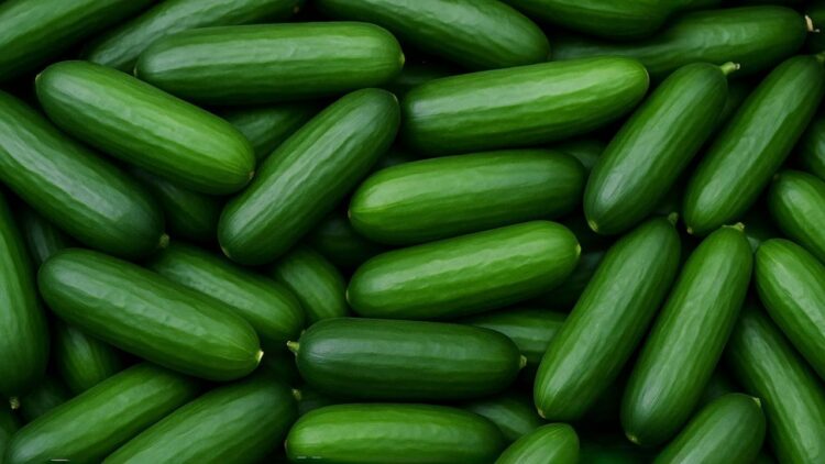 PUSA SEEDLESS CUCUMPER-6: अतिरिक्त-प्रारंभिक, बीज रहित और लाभदायक- स्मार्ट चॉइस ऑफ-सीज़न पॉलीहाउस खेती के लिए