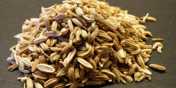 अजमेर फेनेल -2 (एएफ -2): राजस्थान, गुजरात में लाभदायक खेती के लिए एक उच्च उपज, रोग प्रतिरोधी विविधता