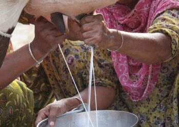 अप्रैल 2025 में वैश्विक भोजन की कीमतें अनाज, मांस और डेयरी लागत के रूप में बढ़ती हैं: एफएओ