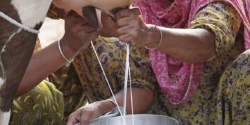 अप्रैल 2025 में वैश्विक भोजन की कीमतें अनाज, मांस और डेयरी लागत के रूप में बढ़ती हैं: एफएओ