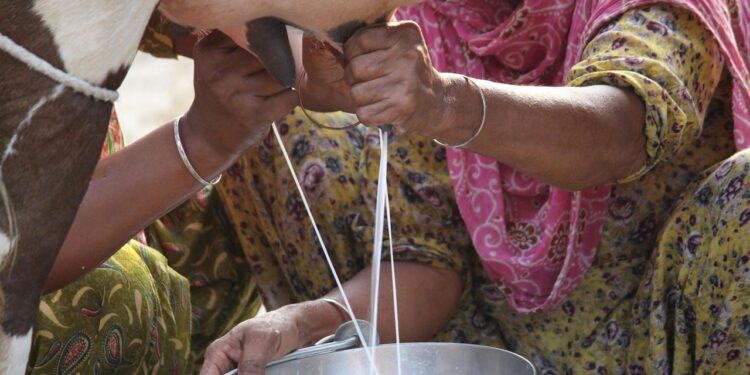 अप्रैल 2025 में वैश्विक भोजन की कीमतें अनाज, मांस और डेयरी लागत के रूप में बढ़ती हैं: एफएओ