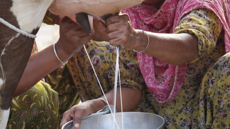 अप्रैल 2025 में वैश्विक भोजन की कीमतें अनाज, मांस और डेयरी लागत के रूप में बढ़ती हैं: एफएओ