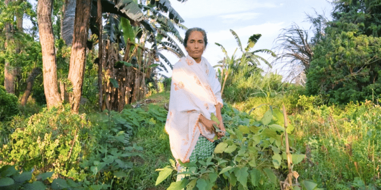 असम महिला ने 32-बीघा एकीकृत खेत को फिशरी, नेपियर घास, और शिक्षण नौकरी खोने के बाद सेरीकल्चर का निर्माण किया
