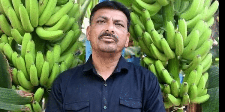 गुजरात के अभिनव केले के किसान धिरेंद्रकुमार भानुभाई देसाई से मिलें, 35 टन/एकड़ केले की उपज प्राप्त करें और सालाना 50-60 लाख रुपये कमाई