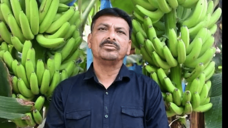 गुजरात के अभिनव केले के किसान धिरेंद्रकुमार भानुभाई देसाई से मिलें, 35 टन/एकड़ केले की उपज प्राप्त करें और सालाना 50-60 लाख रुपये कमाई