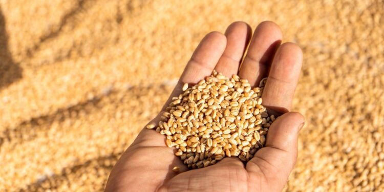 गेहूं की खरीद 250 लाख टन पार करती है, 21 लाख से अधिक किसानों ने 62,155 करोड़ रुपये का भुगतान किया: सरकार