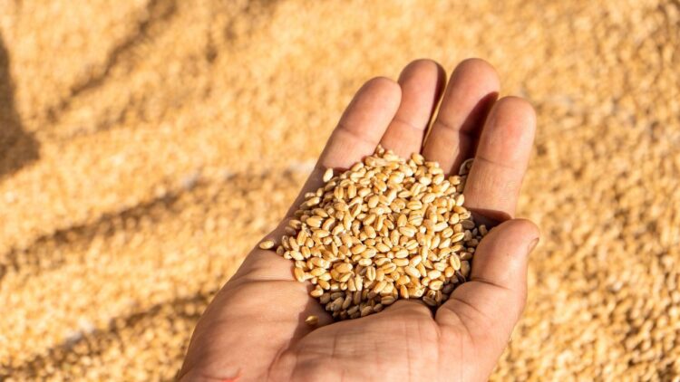 गेहूं की खरीद 250 लाख टन पार करती है, 21 लाख से अधिक किसानों ने 62,155 करोड़ रुपये का भुगतान किया: सरकार
