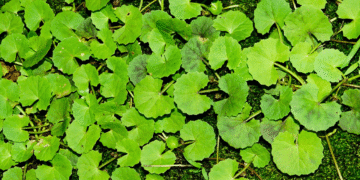 गोटू कोला: आयुर्वेदिक जड़ी बूटी जो त्वचा को ठीक करती है, नसों को शांत करती है, और ब्रेनपावर को बढ़ाती है