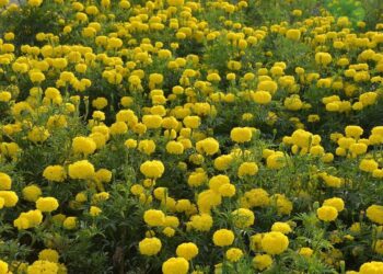 पुसा बहार: उत्तरी भारत में सर्दियों के खिलने और आकर्षक खेती के लिए उच्च उपज वाली मैरीगोल्ड किस्म