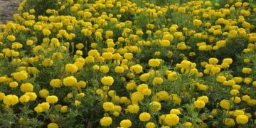 पुसा बहार: उत्तरी भारत में सर्दियों के खिलने और आकर्षक खेती के लिए उच्च उपज वाली मैरीगोल्ड किस्म