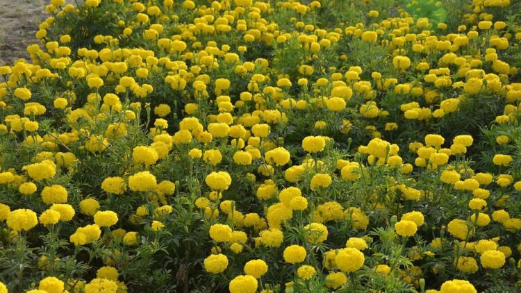 पुसा बहार: उत्तरी भारत में सर्दियों के खिलने और आकर्षक खेती के लिए उच्च उपज वाली मैरीगोल्ड किस्म