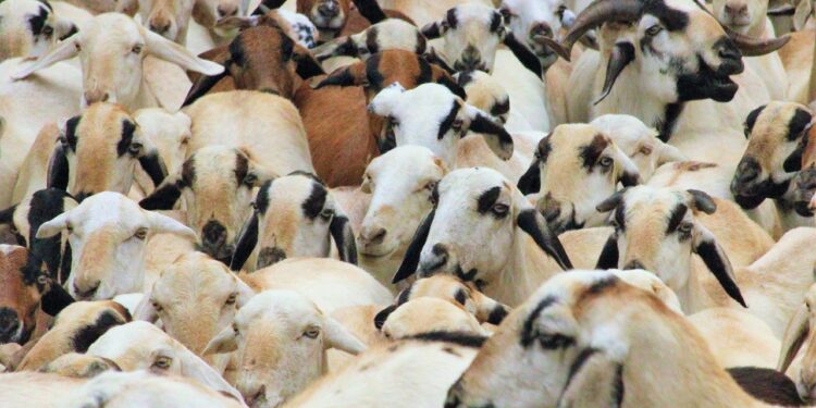 बकरी की खेती: एनएलएम के तहत 50 लाख तक 50% सब्सिडी की पेशकश करने वाली सरकार - पात्रता, आवेदन प्रक्रिया और अधिक की जाँच करें