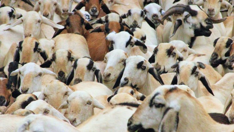बकरी की खेती: एनएलएम के तहत 50 लाख तक 50% सब्सिडी की पेशकश करने वाली सरकार - पात्रता, आवेदन प्रक्रिया और अधिक की जाँच करें