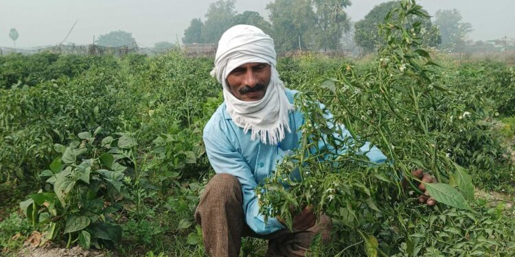 बिहार किसान बढ़ते टमाटर, ओकरा, फूलगोभी, ब्रिंजल, और अधिक वैज्ञानिक तकनीकों का उपयोग करके सालाना 25 लाख रुपये तक आय बढ़ाता है