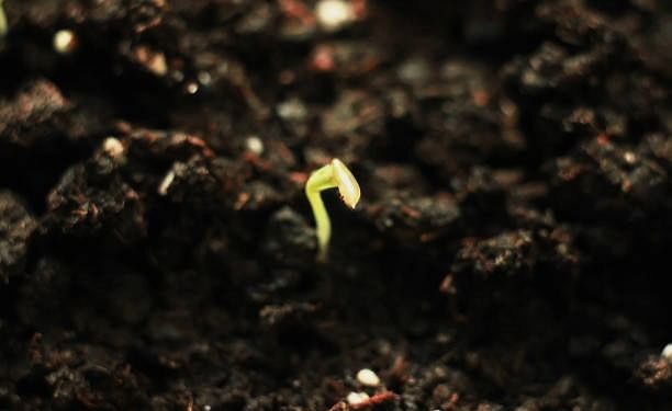 मजबूत पौधे, स्वस्थ मिट्टी: कैसे नाइट्रोजन निर्धारण किसानों को पनपने में मदद करता है- और फसल को बढ़ाता है