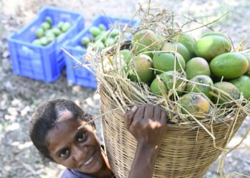 मैंगो 2025: सीजन की विशिष्टताओं पर तमिलनाडु किसान