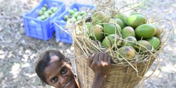 मैंगो 2025: सीजन की विशिष्टताओं पर तमिलनाडु किसान